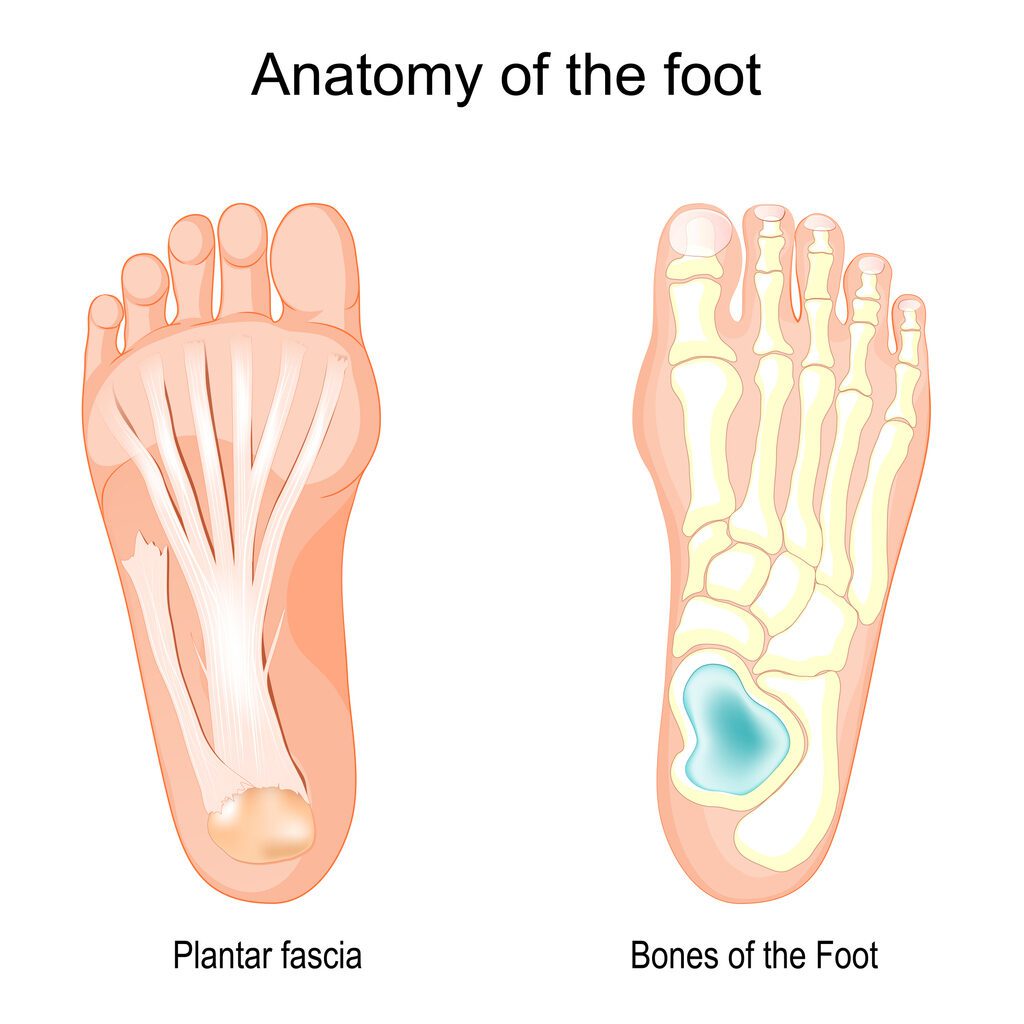 Bones of the Foot and Plantar fascia
