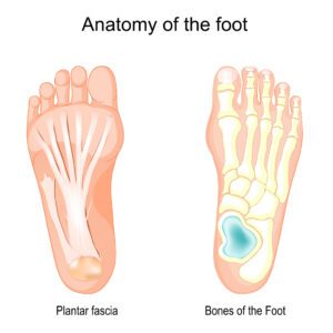 Bones of the Foot and Plantar fascia